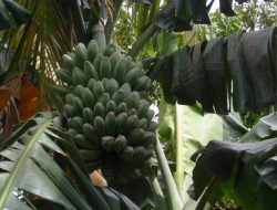 60 Ton Pisang Kepok Kaubun di Ekspor ke Singapura