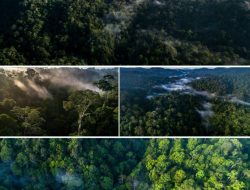 Hutan Lindung Wehea di Kutai Timur, Hutan Tropis Indonesia yang Memiliki Keragaman Hayati