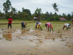 Pengembangan Agrowisata Berbasis Ketahanan Pangan Menjadi Fokus Kecamatan Teluk Pandan