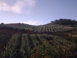 Penggunaan Lahan Petani Masuk KBK, DTPHP Kutim Koordinasikan Dengan Dishut Kaltim