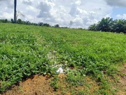 Dilahan 3 Hektar Petani Lestari Mandiri Akan Panen Buah Semangka Sebanyak 75 Ton
