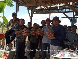 Kelompok Tani Kecamatan Rantau Pulung Sedang Melakukan Pengembangan Budi Daya Bawang Merah 
