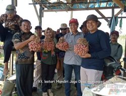 Selain Semangka Poktan Lestari Mandiri Jaya Kembangkan Budidaya Bawang Merah
