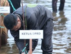 Jaga Abrasi Pesisir, Ketua DPRD Ikut Tanam Bibit Mangrove Di Pantai Kenyamukan Bersama Lanal Sangatta