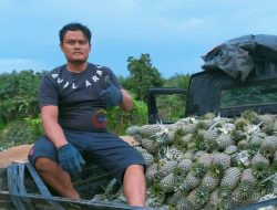 DTPHP Kutim Akan Programkan Pelatihan Pasca Panen Untuk Petani Nanas