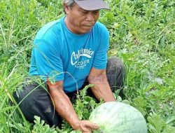 Poktan Lestari Mandiri Jaya Ranpul Akan Lakukan Panen Perdana Buah Semangka