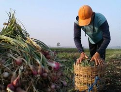 Tingkatkan Kontribusi Pendapatan, 4 Komoditi Pertanian Jadi Program One Village One Commodity