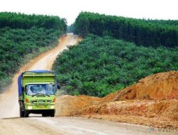 Sektor Perkebunan Kelapa Sawit Berpotensi Mensejahterakan Perekonomian Masyarakat Kutim