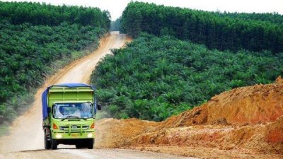 Sektor Perkebunan Kelapa Sawit Berpotensi Mensejahterakan Perekonomian Masyarakat Kutim