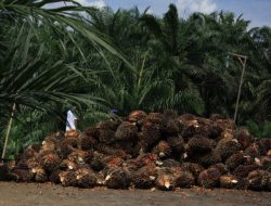 Pajak Dari Sektor Perkebunan Dinilai Masih Kecil, Yan Berharap Untuk Dioptimalkan