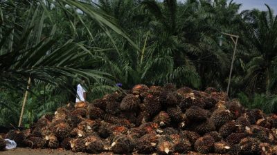 Pajak Dari Sektor Perkebunan Dinilai Masih Kecil, Yan Berharap Untuk Dioptimalkan