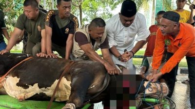 Sembelih Hewan Kurban, Wakil Bupati Kutai Timur : Alhamdulillah, Sudah Ketiga Kalinya