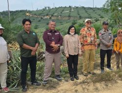 Lirik Potensi Nanas Himba Lestari, OJK Kaltim Dorong Pengembangan Industri Tekstil Daun Nanas