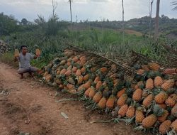 Terkendala Perizinan Lahan, Kades Himba Lestari Harapkan Solusi Bagi Investor Pertanian