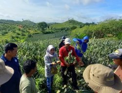Dorong Nilai Tambah Pertanian, Pemdes Himba Lestari Ajak Warga Kembangkan UMKM Olahan Nanas