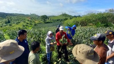 Dorong Nilai Tambah Pertanian, Pemdes Himba Lestari Ajak Warga Kembangkan UMKM Olahan Nanas